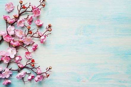 pink-flowers-on-blue-background