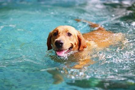 swimming-dog-photo