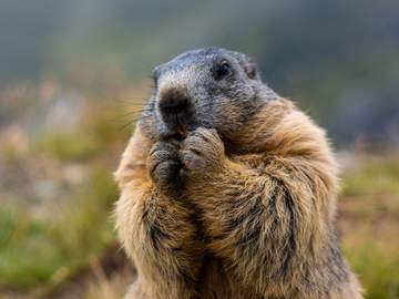 a marmot or groundhog stands on a field looking worried
