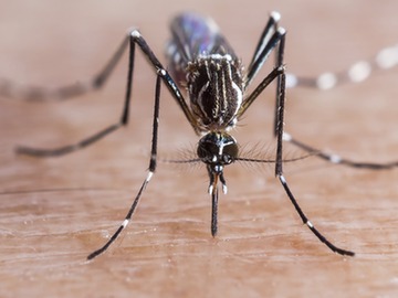 aedes aegypti the yellow fever mosquito responsible for spreading the zika virus