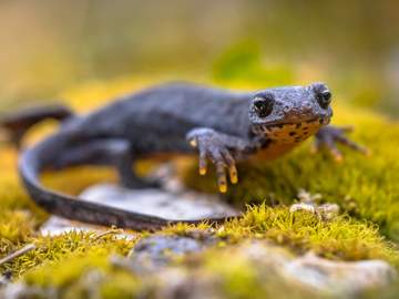 alpine newt sitting on rock and bed of moss