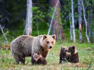 Definition & Meaning of Brown bear