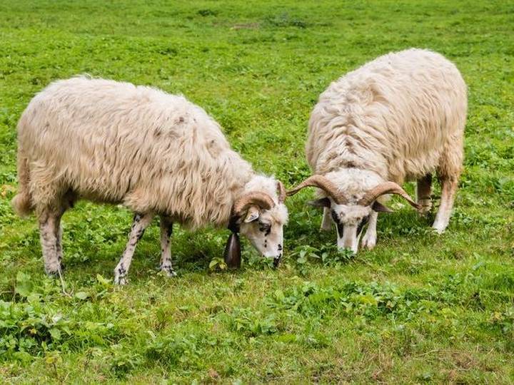 'Bellwether' The Original Trending Topic Merriamster