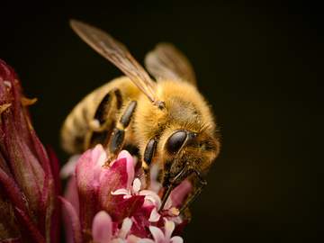 bee on flower