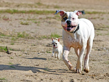 bigger and smaller dogs