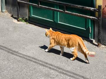 cat walking down a street in italy