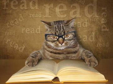 cat reading