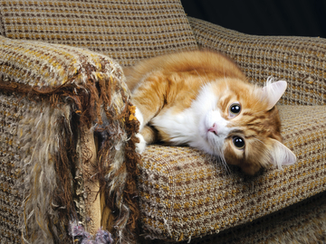cat ripping up furniture