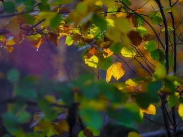 changing-leaves-photo