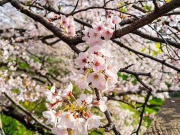 cherry-blossoms