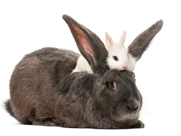 Female store rabbit called