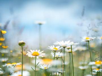 daisies in field