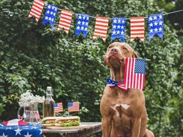 dog holding flag in mouth