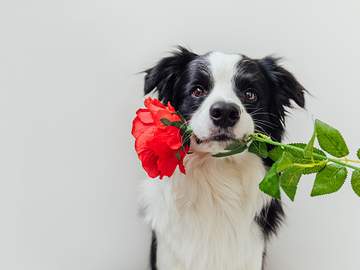 dog with rose in mouth