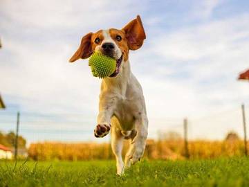 dog-running-with-ball