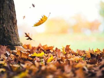 falling-leaves