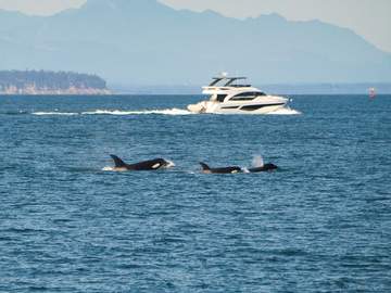 family of orcas swim near a yacht