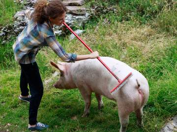 farmer washing a pig with a brush