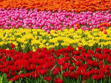 field of tulips