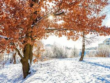 frost covered trees in snowy forest