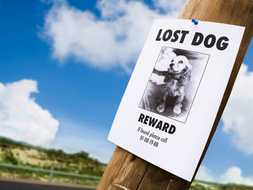 go missing