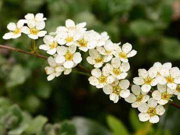 hawthorn blossoms
