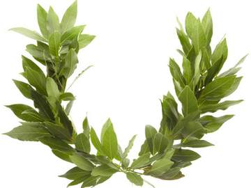 History of 'Laurel': Plants and Prizes | Merriam-Webster