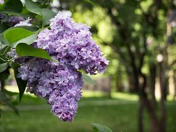lilac blossoms on branch