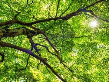 maple tree