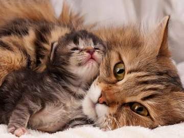 mother cat and newborn kitten cuddling