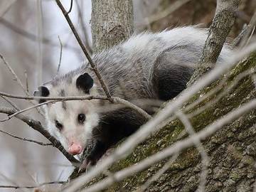 Possum vs. Opossum: Is There a Difference? | Merriam-Webster