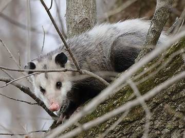 australian possum cute