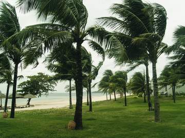 palm trees by ocean blowing in severe wind