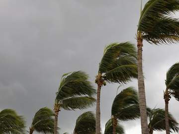 palm trees in a storm