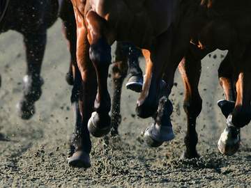 photo of lower portion of horses legs running on a track