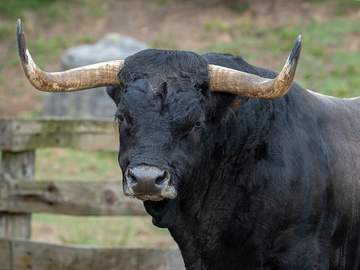 picture of bull