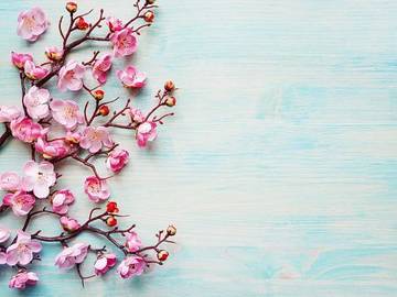 pink-flowers-on-blue-background