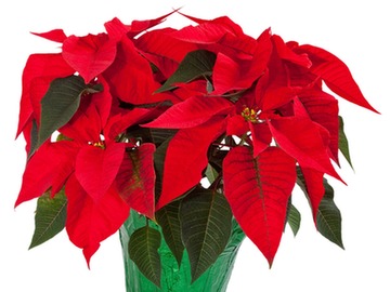 poinsettia