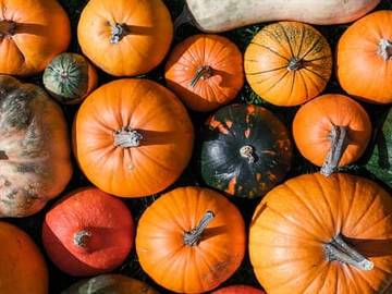 pumpkins of various shades