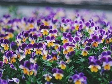 purple-pansy-flowers