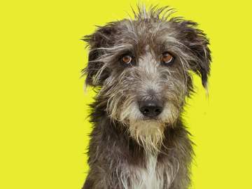 scruffy dog posing in front of yellow background