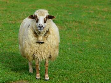 sheep with bell around neck