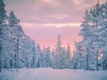 snowy forest landscape