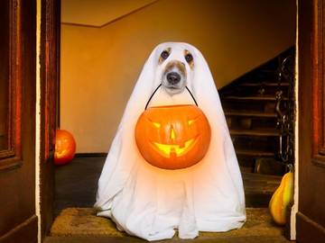 spoopy slang definition dog with ghost costume photo
