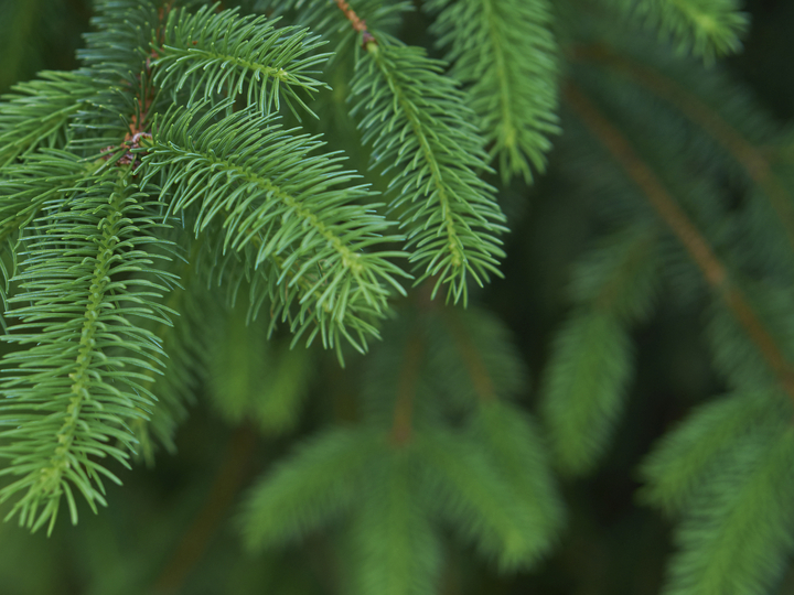 Where Does The Phrase Spruce Up Come From Merriam Webster where-does-the-phrase-spruce-up-come-from-merriam-webster