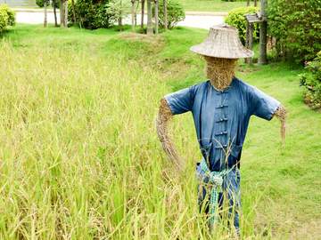 straw man scarecrow