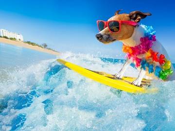 surfing dog photo is funner or funnest a real word