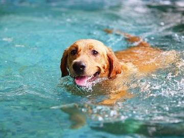 swimming-dog-photo