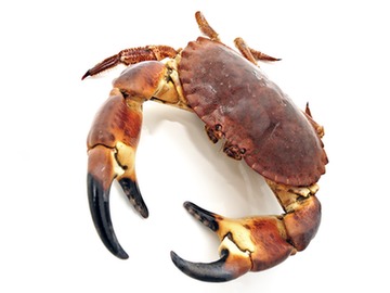 trend watch carcinogenic crab