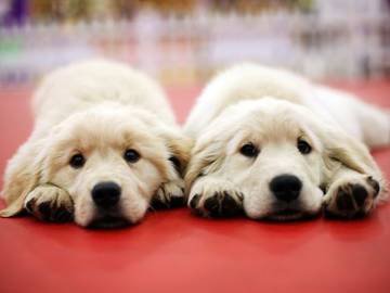 twin-puppies